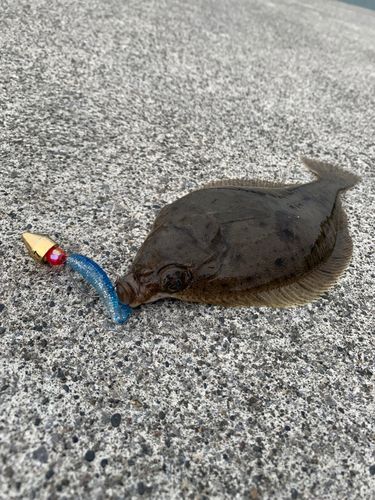 マガレイの釣果