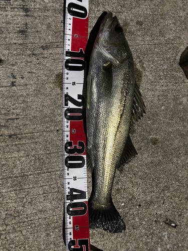 シーバスの釣果