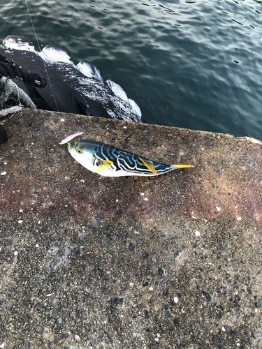 シマフグの釣果