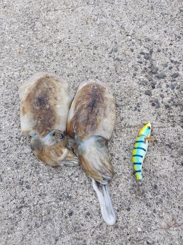 コウイカの釣果