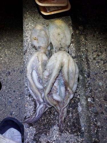 タコの釣果