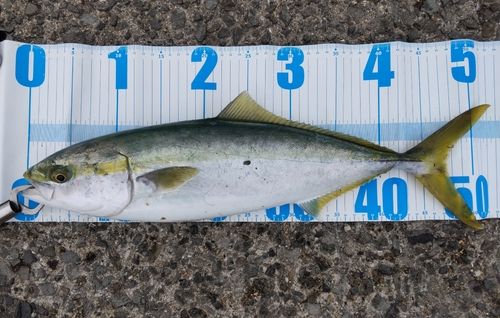 ハマチの釣果