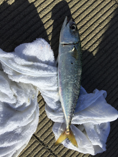 サバの釣果