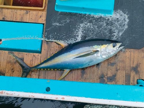 キハダマグロの釣果