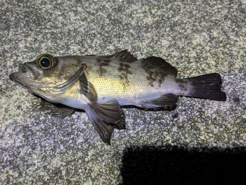 アカメバルの釣果