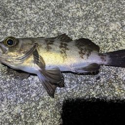 アカメバル
