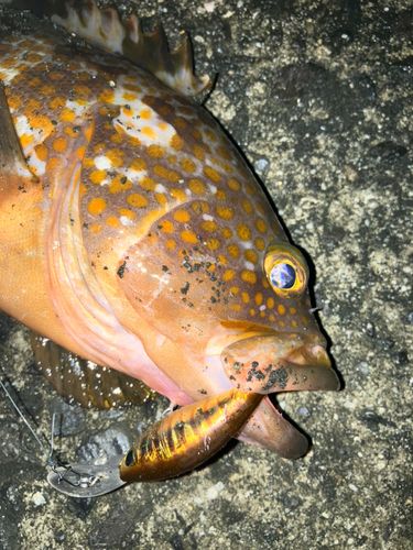 キジハタの釣果