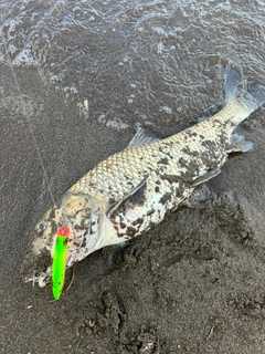 コイの釣果