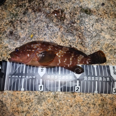 アコウの釣果