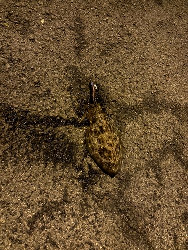 コウイカの釣果