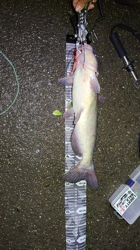 アメリカナマズの釣果