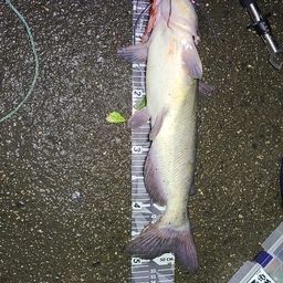 アメリカナマズ