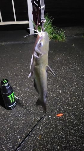 アメリカナマズの釣果