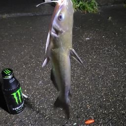 アメリカナマズ