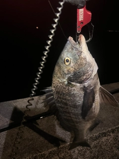 チヌの釣果