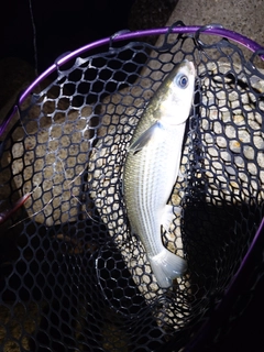 ボラの釣果