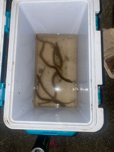 ウナギの釣果