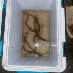 ウナギ
