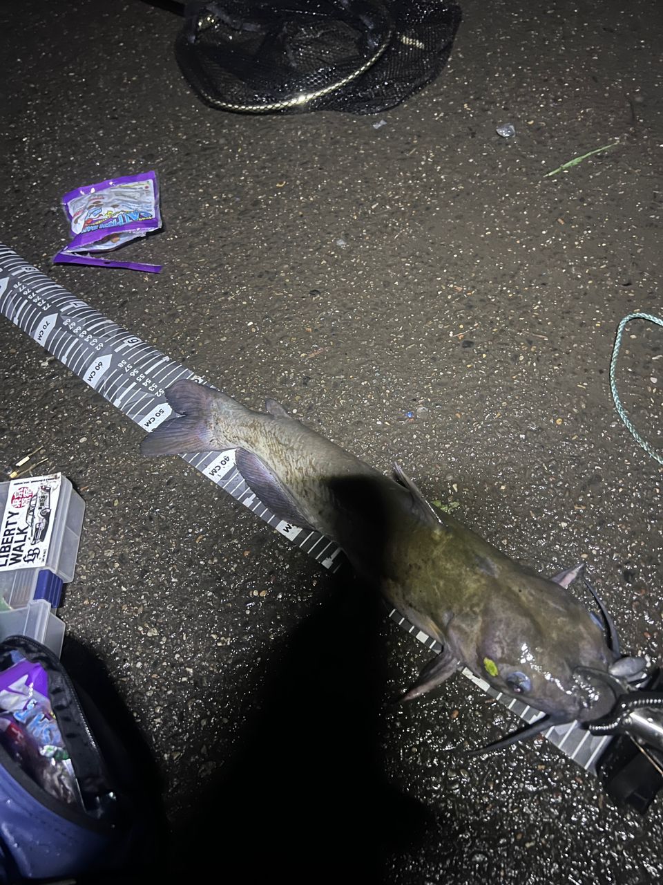 アメリカナマズ