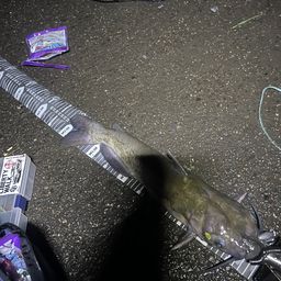 アメリカナマズ