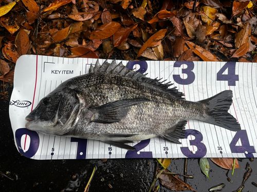 クロダイの釣果