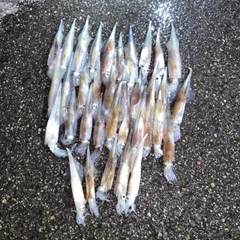 ヤリイカの釣果
