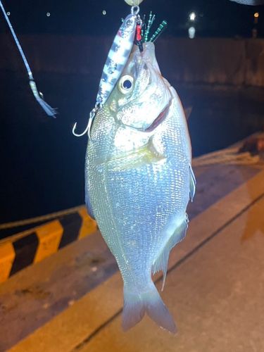 ウミタナゴの釣果