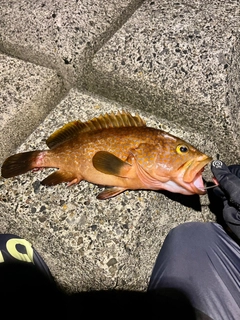 キジハタの釣果