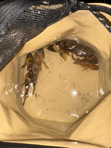 カサゴの釣果