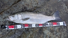 ヒラスズキの釣果