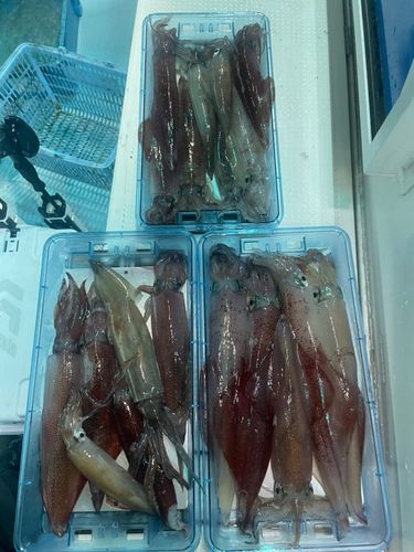 ケンサキイカの釣果