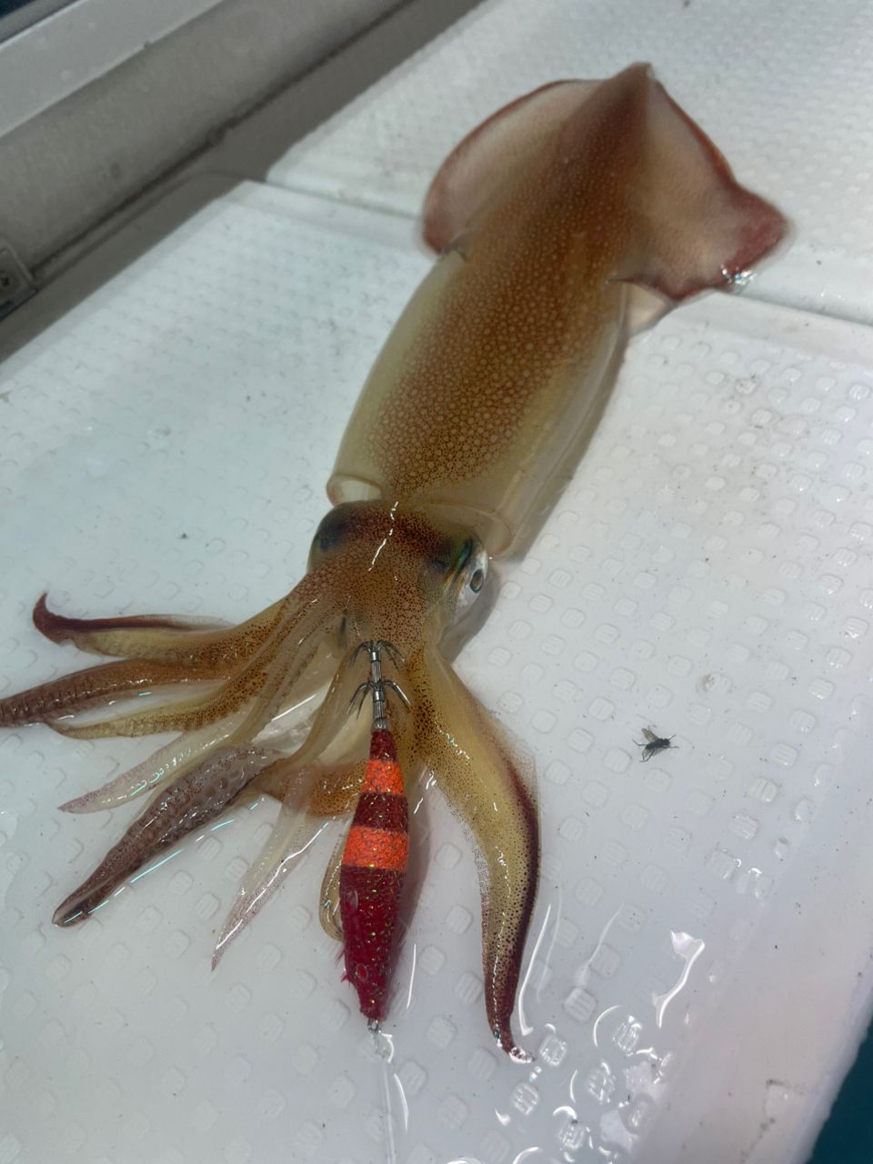 すばれんさんの釣果 2枚目の画像