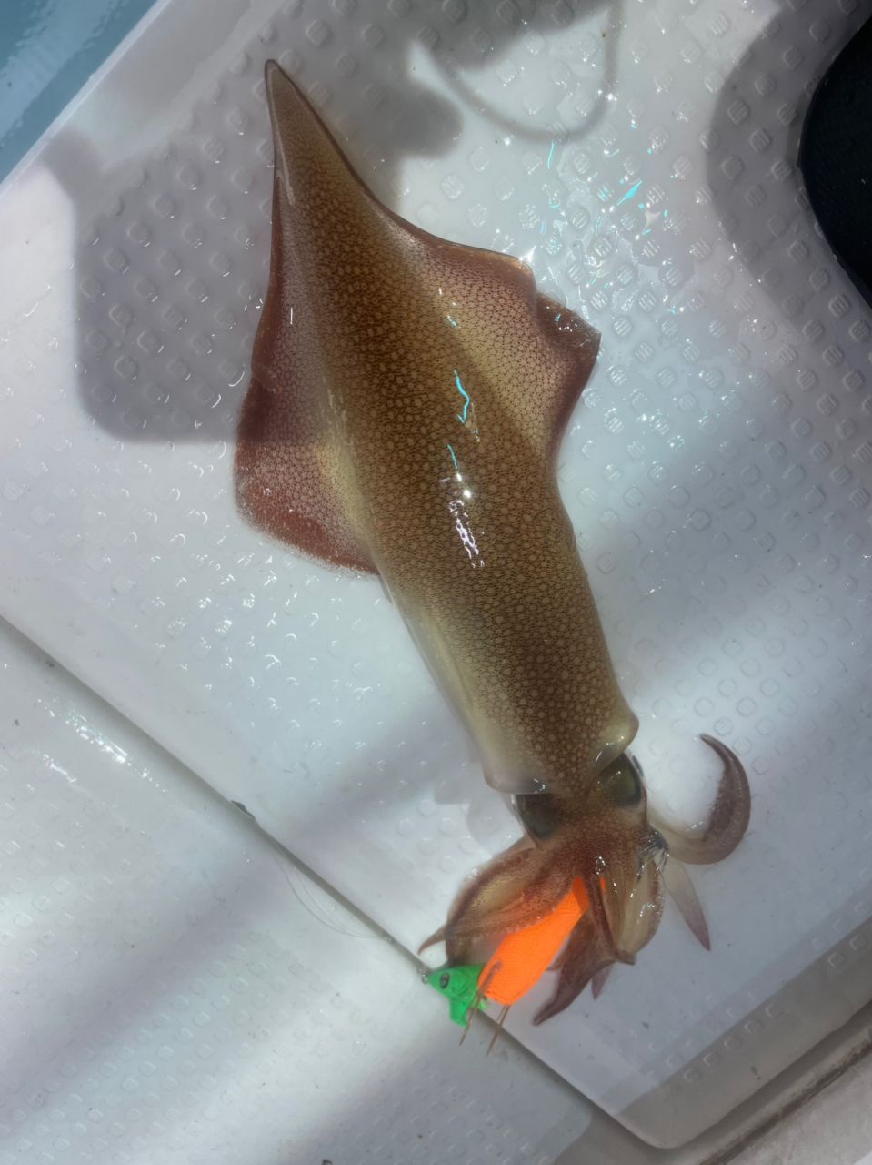 すばれんさんの釣果 3枚目の画像