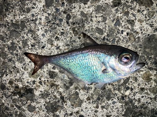 ミナミハタンポの釣果