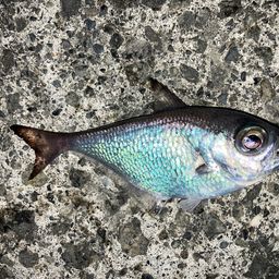 ミナミハタンポ