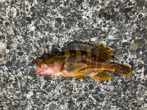 アカハタの釣果