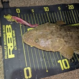 マゴチ