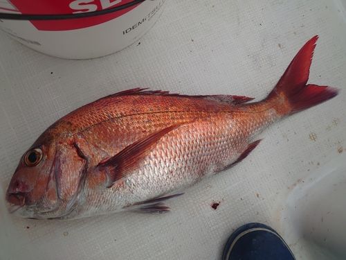 マダイの釣果