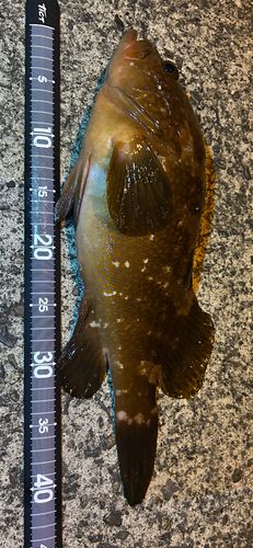 アコウの釣果