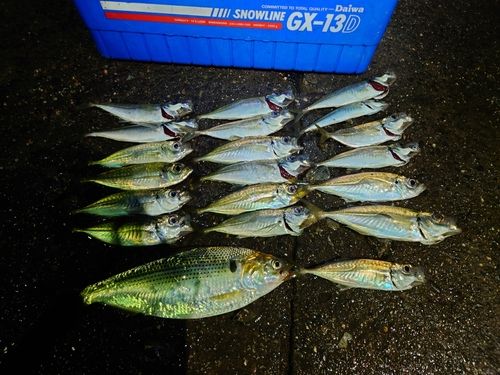 アジの釣果