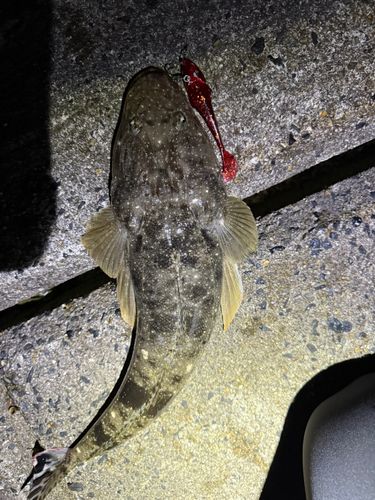 マゴチの釣果