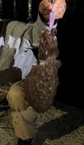 モンゴウイカの釣果