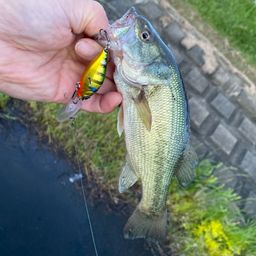 ラージマウスバス