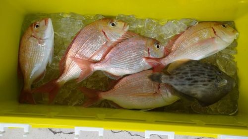タイの釣果