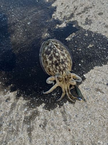 コウイカの釣果