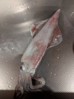 ヤリイカの釣果