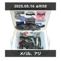 メバルの釣果