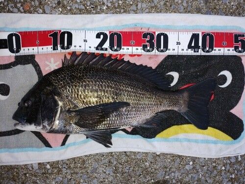 チヌの釣果