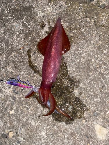 ケンサキイカの釣果