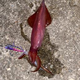 ケンサキイカ